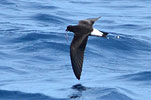 Galapagoswellenläufer in Guatemala