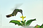 Grünbrust-Mangokolibri Weibchen
