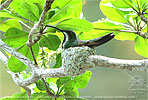 Grünbrust-Mangokolibri Nest