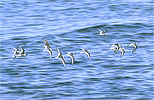 Sanderling