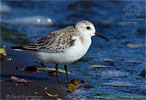 Sanderling