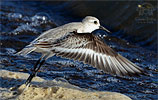 Sanderling in flight