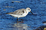 Sanderling