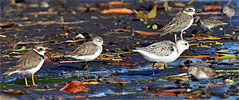 Bergstrandläufer mit Amerikanischem Sandregenpfeifer, Sanderling, Wilsonregenpfeifer und Wiesenstrandläufer