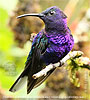 Männchen des Violettdegenflügels