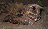 Mexikonachtschwalbe (Antrostomus arizonae) in Guatemala