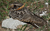 Braunhals-Nachtschwalbe (Antrostomus ridgwayi) in Guatemala