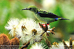 Türkisnaschvogel