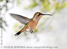 Scherenschwanz-Sternkolibri Jungvogel