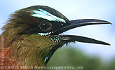 Brauenmotmot