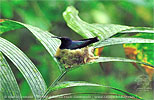 Nest des Weißnackenkolibris