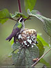 Nest des Purpurstirn-Saphirkolibris