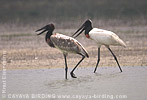 Jabiru