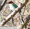 Braunscheitelmotmot