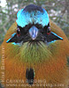 Blauscheitelmotmot 