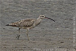 Regenbrachvogel