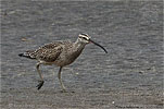 Regenbrachvogel