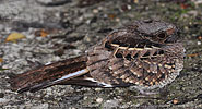 Pauraquenachtschwalbe (Nyctidromus albicollis) in Guatemala