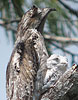 Mexiko-Tagschläfer (Nyctibius jamaicensis) mit Küken