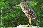 Jungvogel des Nachtreihers