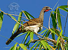 Weißbauchguan, CAYAYA BIRDING Touren in Los Tarrales