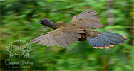 Blauflügelguan im Flug