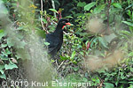 Highland Guan