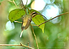 Westlicher Langschwanz-Schattenkolibri