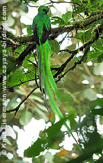 Quetzal