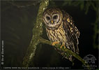 Gelbkauz (Strix fulvescens) in Guatemala