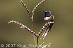 Blaukehl-Sternkolibri Männchen