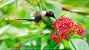 Blaukehl-Sternkolibri Männchen an Penta Blüte