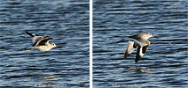 Schlammtreter im Flug