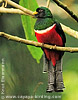 Jungferntrogon