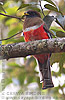 Jungferntrogon