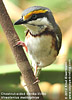 Brustbandvireo