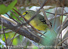 Mangrovevireo