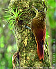 Ivory-billed  Woodcreeper