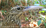 Ivory-billed  Woodcreeper