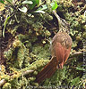 Ivory-billed  Woodcreeper