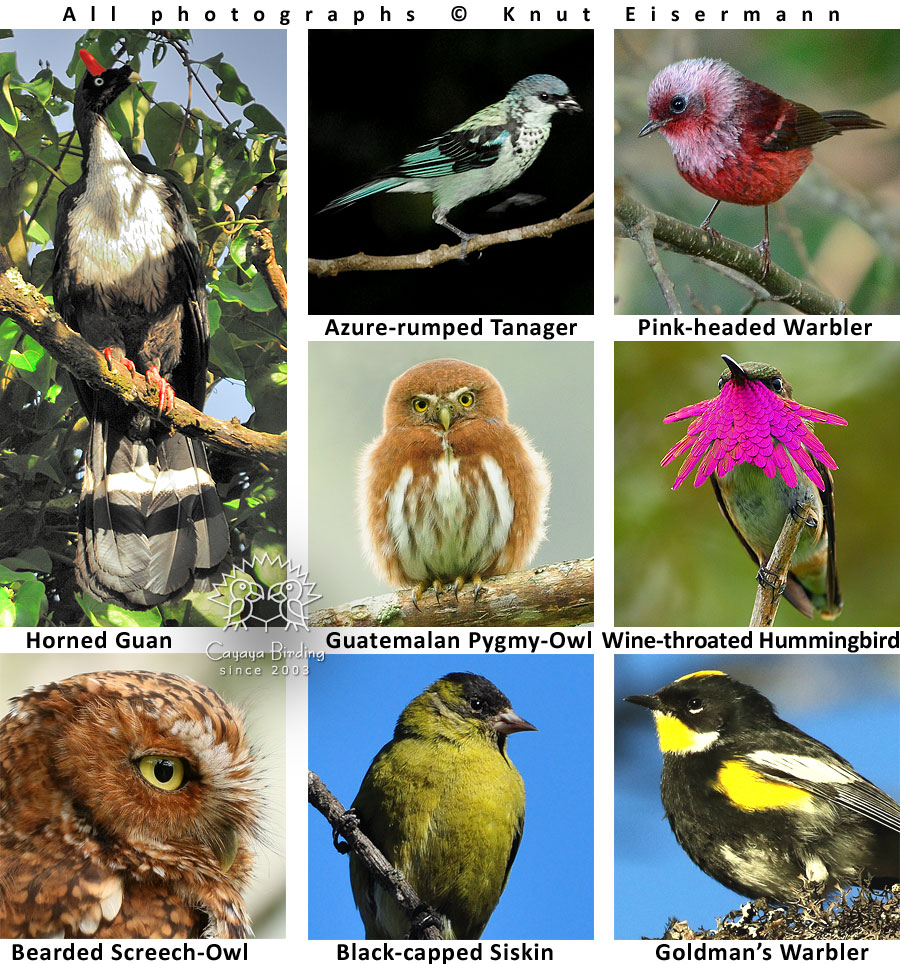 Regional endemische Vögel in Guatemala