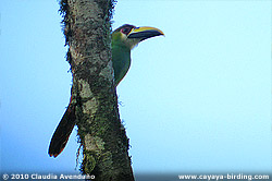 Emerald Toucanet