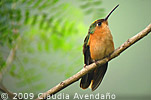 Rufous Sabrewing