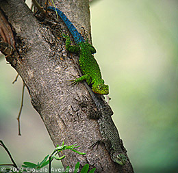 Pair of Spiny Lizard <i>Sceloporus</i> sp. at Laguna Lodge