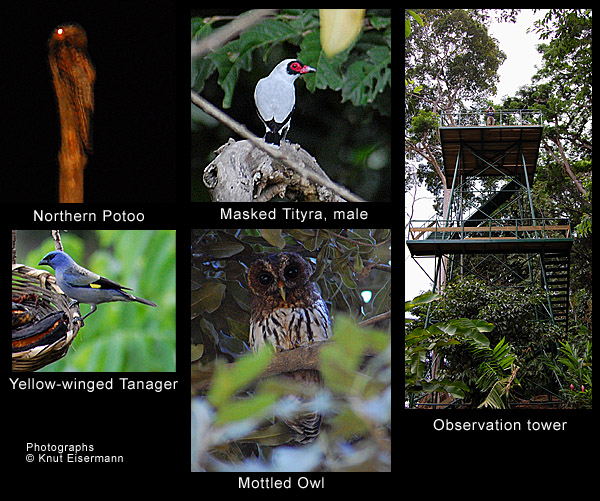birds of Patrocinio Reserve