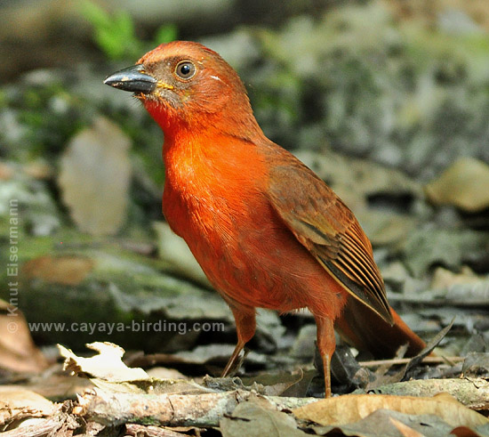 Red-throated Ant-Tanager