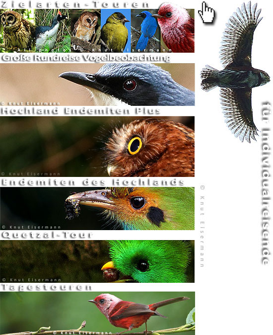Birding tours Guatemala