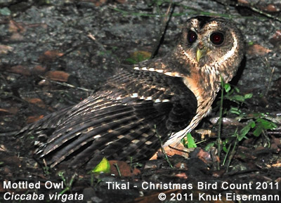 Mottled Owl (Mexican Wood Owl)