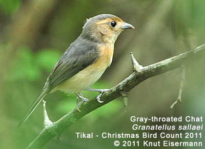 Gray-throated Chat