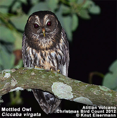 Mottled Owl